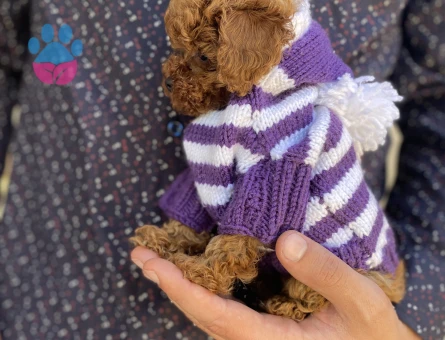 TOY POODLE YAVRUSU - 5644