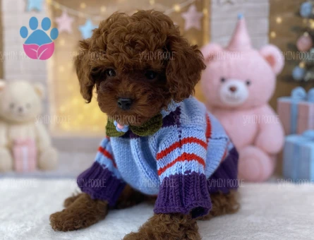 TOY POODLE YAVRUSU