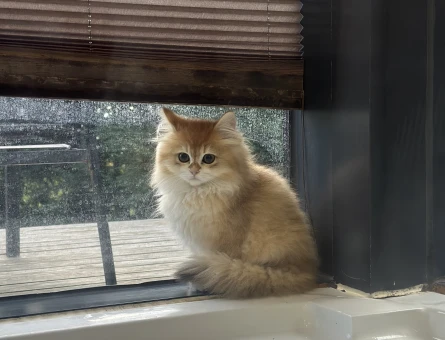 British Long Hair Gold