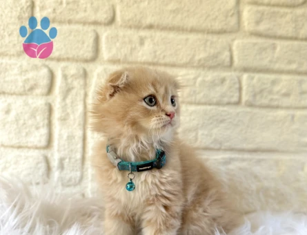 Scottish Fold Longhair Bicolor Erkek 2 Aylık