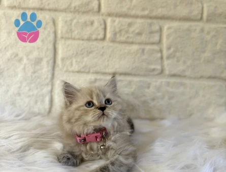 British Longhair Lnyx Point Dişi  2 Aylık