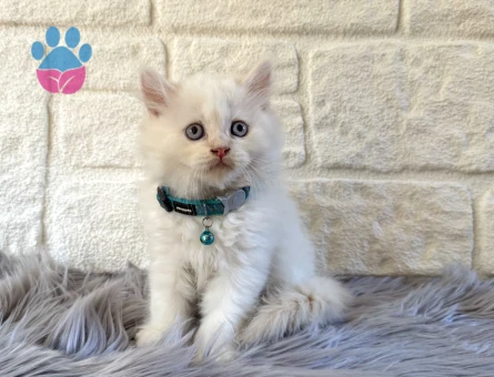 British Longhair Erkek 2 aylık Beyaz Yavrumuz
