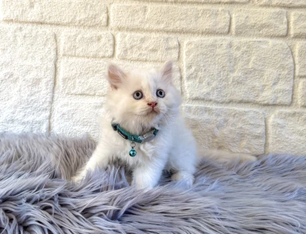 British Longhair Erkek 2 aylık Beyaz Yavrumuz