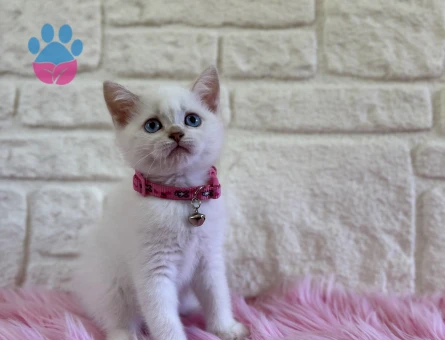 British Shorthair Golden Point 2 Aylık