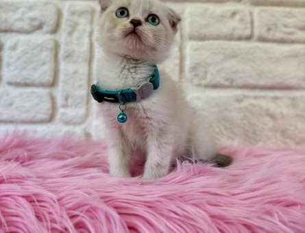 Scottish Fold 2 Aylık Bluepoint Erkek