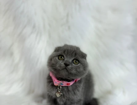 Scottish Fold Dişi 2 Aylık