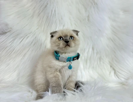 Scottish Fold Bluepoint Erkek 2 Aylık
