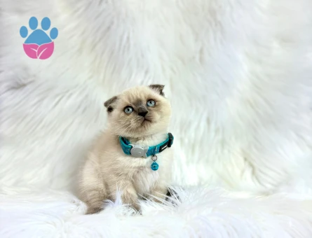 Scottish Fold Bluepoint Erkek 2 Aylık