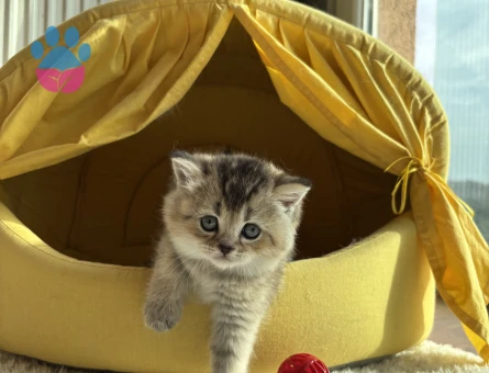 British short hair yavruları