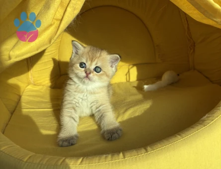 British short hair yavruları