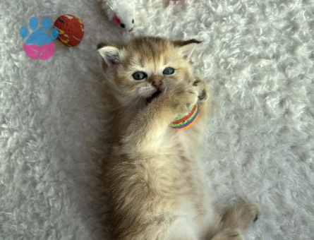 British short hair yavruları