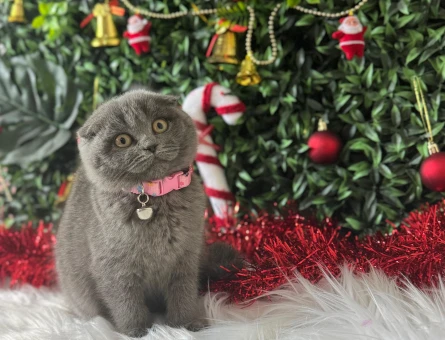Scottish Fold Gri Dişi 2 Aylık