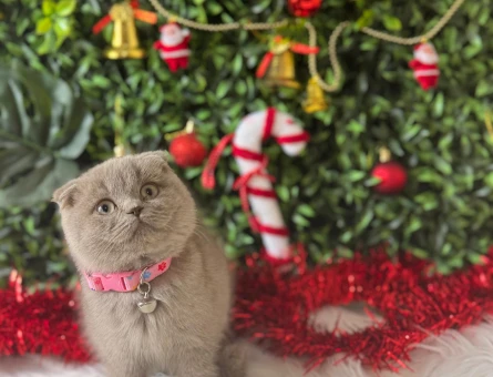 Scottish Fold Lilac Dişi 2 Aylık