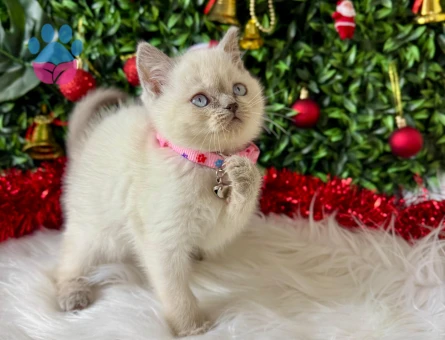 British Shorthair Bluepoint Dişi 2 aylık