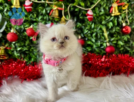 British Shorthair Bluepoint Dişi Yavrumuz 2 Aylık