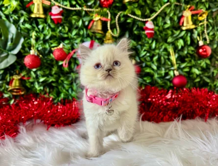 British Shorthair Bluepoint Dişi Yavrumuz 2 Aylık