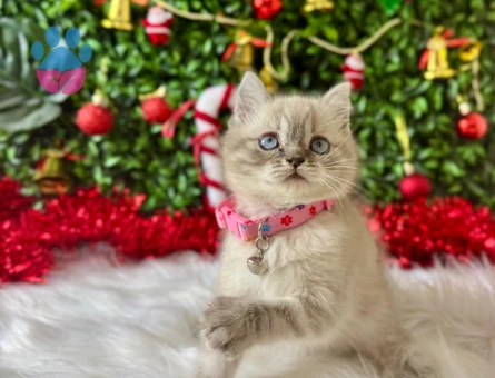 Lynx Point British Shorthair 2 Aylık