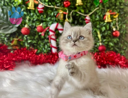 Lynx Point British Shorthair 2 Aylık