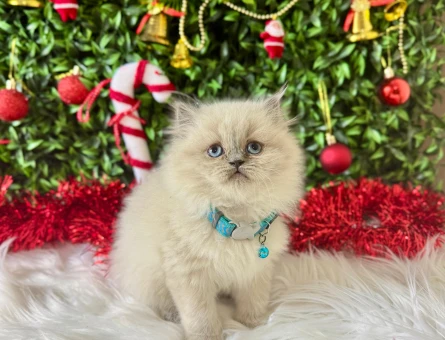 British Longhair Erkek 2 Aylık Yavrumuz