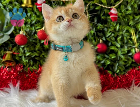 British Shorthair Golden Ny11 Erkek 2 Aylık