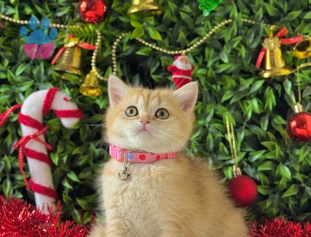 British Shorthair Dişi 2 Aylık Golden Ny11