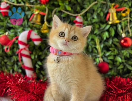 British Shorthair Dişi 2 Aylık Golden Ny11