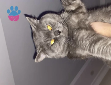 PELUŞ TÜYLÜ KİKO YENİ AİLE ARIYOR