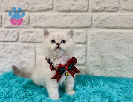 British Longhair Point Nazar Boncuğu Minnoşlar