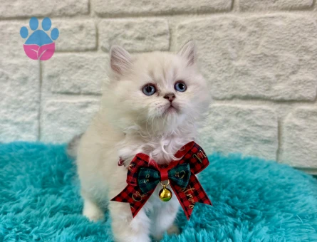 British Longhair Point Nazar Boncuğu Minnoşlar