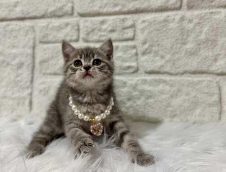 British Shorthair Tabby Dişi 2 Aylık