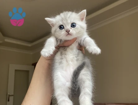 AYICIK YÜZLÜ PELUŞ TÜYLÜ