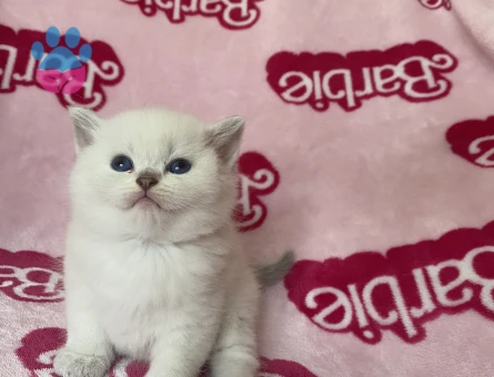 AYICIK YÜZLÜ PELUŞ TÜYLÜ