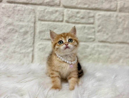 British Shorthair Golden Ny25 Dişi 2 Aylık