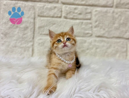 British Shorthair Golden Ny25 Dişi 2 Aylık