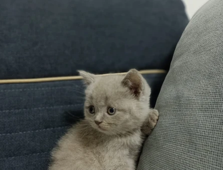 British Shorthair 2 Aylık Yavru Yuva Arıyor