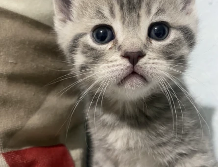 British Shorthair 1 Yaşında