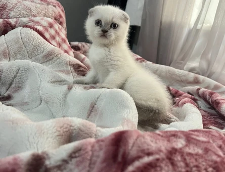 Ev ortamı doğumlu bebekler