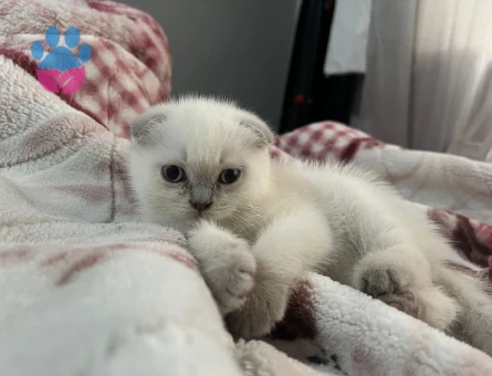 Ev ortamı doğumlu bebekler