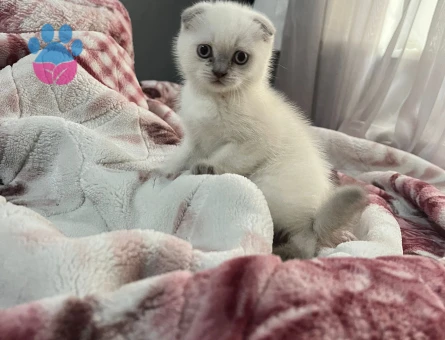 Ev ortamı doğumlu bebekler