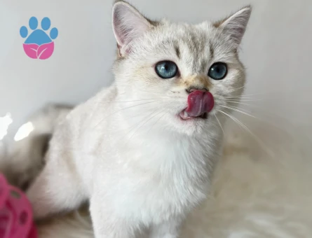 British Shorthair  5 Aylık Dişi