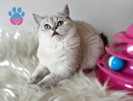 British Shorthair  5 Aylık Dişi
