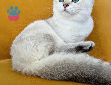 British Shorthair  5 Aylık Dişi