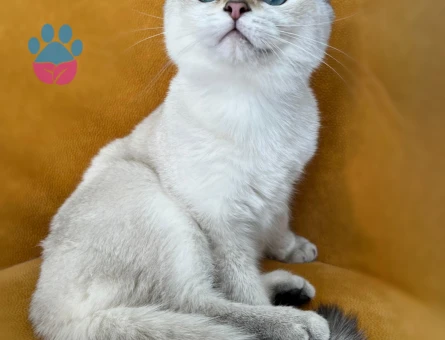 British Shorthair  5 Aylık Dişi
