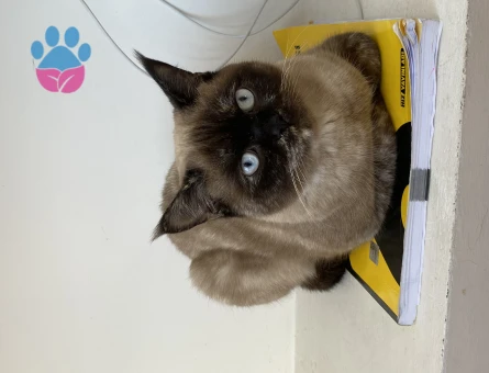 British Shorthair 1 Yaşında Dişi