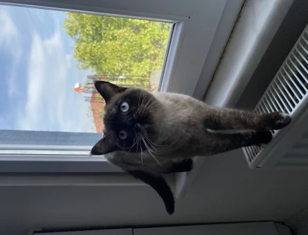 British Shorthair 1 Yaşında Dişi