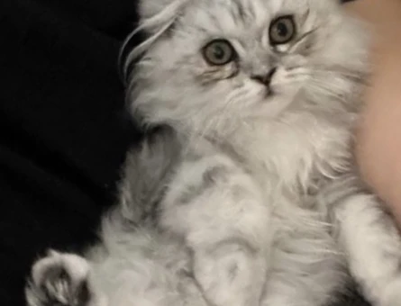 British Longhair 2 Yaşında Dişi