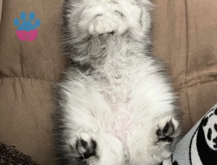 British Longhair 2 Yaşında Dişi