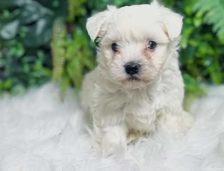 0 Numara Maltese Terrier Dişi ve Erkek Yavrularımız
