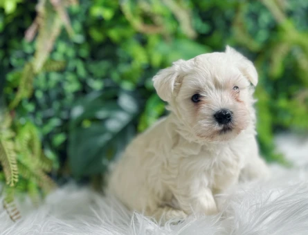 0 numara maltese terrier diş, ve erkek yavrularımız