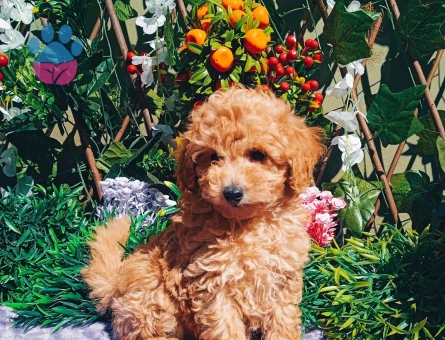 Toy poodle 2 Aylık Yavrularımız